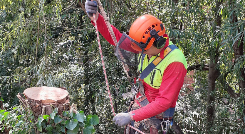 wrexham-tree-services-&-felling-services wrexham tree services & felling services