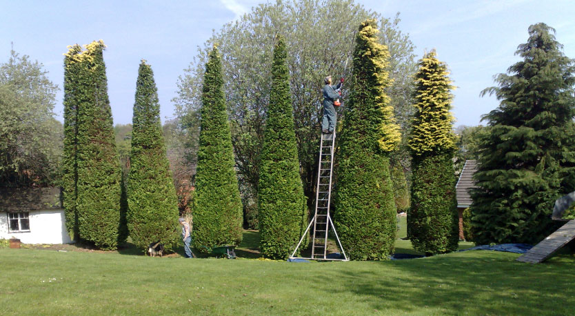 tall-hedge-trimming tall tree trimming in wrexham